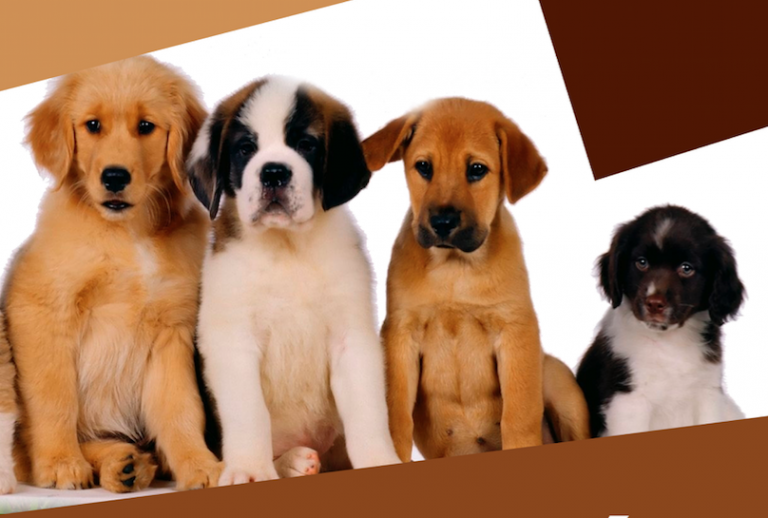 Día de “San Antón” Patrón de los Animales.